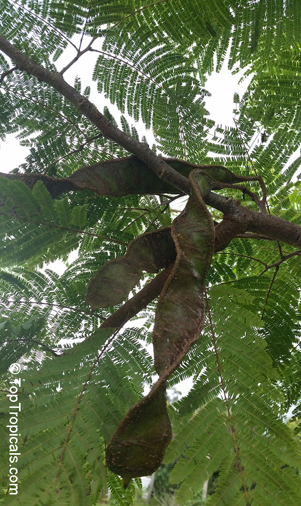 Anadenanthera peregrina, Yopo, Jopo, Cohoba, Parica, Calcium Tree