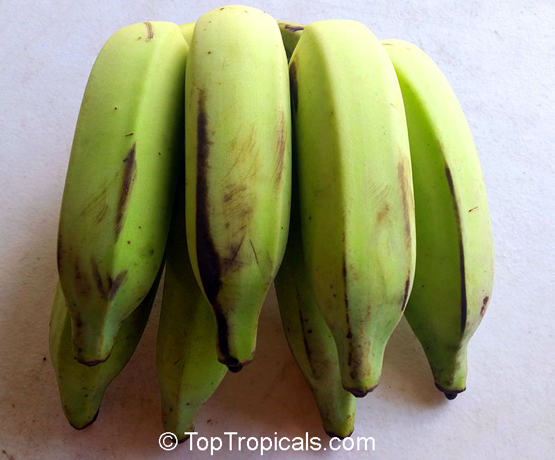 Musa sp., Banana, Bananier Nain, Canbur, Curro, Plantain. Var. 'Icecream'