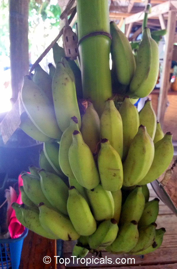 Musa sp., Banana, Bananier Nain, Canbur, Curro, Plantain. Var. Raja Puri