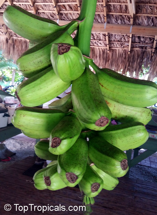 Musa sp., Banana, Bananier Nain, Canbur, Curro, Plantain