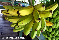Banana Dwarf Cavendish, Musa

Click to see full-size image