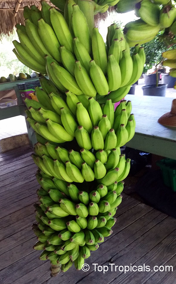 Musa sp., Banana, Bananier Nain, Canbur, Curro, Plantain. 'Apple Mysore'