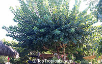 Ficus religiosa, Bo-Tree, Sacred Ficus, Peepal Tree

Click to see full-size image