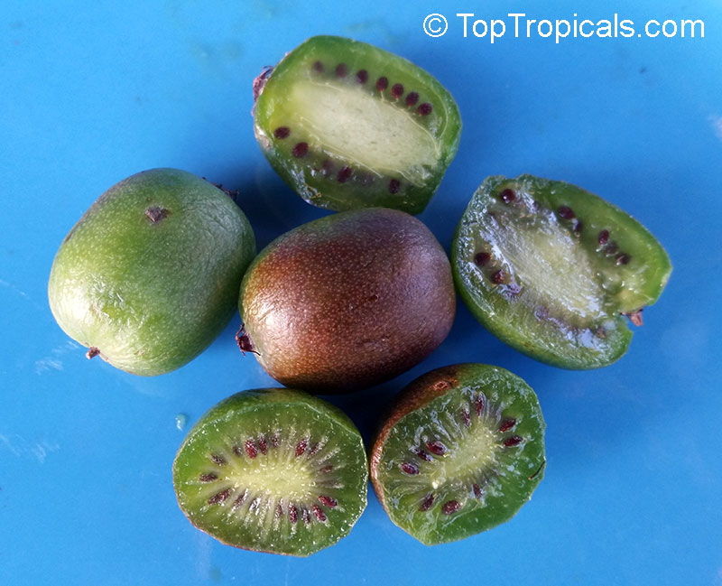 Actinidia arguta, Hardy Kiwifruit, Kiwi Berry, Arctic Kiwi, Baby Kiwi, Dessert Kiwi, Grape Kiwi, Northern Kiwi