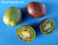 Actinidia arguta, Hardy Kiwifruit, Kiwi Berry, Arctic Kiwi, Baby Kiwi, Dessert Kiwi, Grape Kiwi, Northern Kiwi

Click to see full-size image