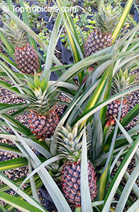 Ananas sp., Pineapple, Pina. Var. Royale (Royal Hawaiian)