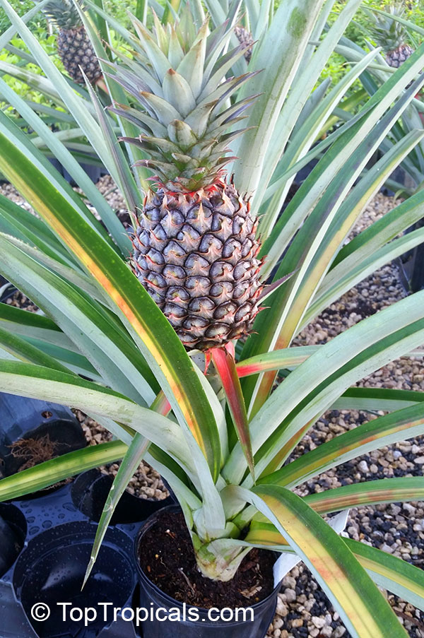Ananas sp., Pineapple, Pina. Var. Royale (Royal Hawaiian)