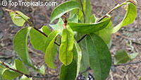 Diospyros decandra, Gold Apple

Click to see full-size image