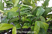 Diospyros decandra, Gold Apple

Click to see full-size image