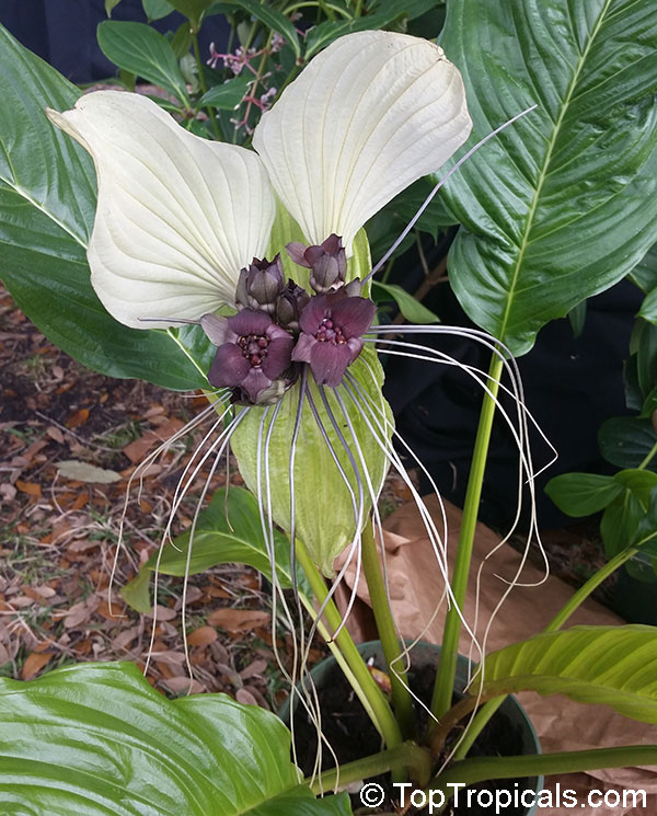 Tacca nivea (integrifolia) - White Bat Head Lily