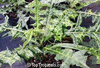Acanthus sp., Acanthus, Bear 's Breeches

Click to see full-size image
