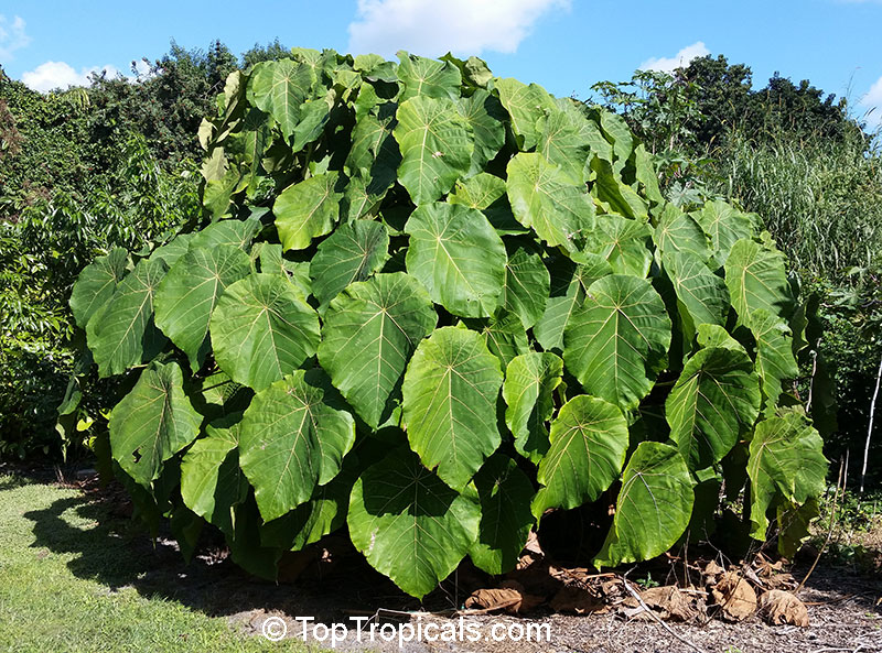 Macaranga grandifolia, Elephant Ear Tree