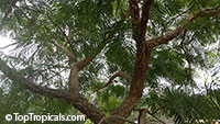 Anadenanthera colubrina, Vilca, Huilco, Huilca, Wilco, Willka, Cebil, Angico