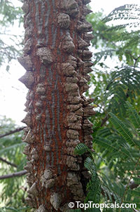 Anadenanthera colubrina, Vilca, Huilco, Huilca, Wilco, Willka, Cebil, Angico

Click to see full-size image