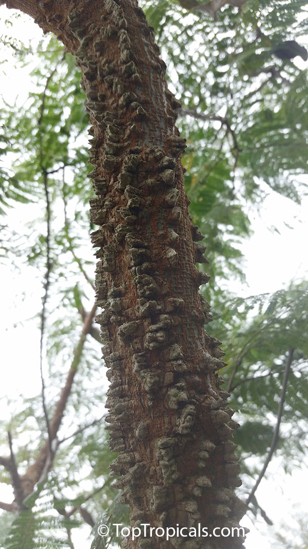 Anadenanthera peregrina, Yopo, Jopo, Cohoba, Parica, Calcium Tree