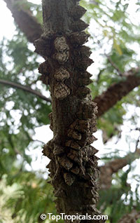 Anadenanthera peregrina, Yopo, Jopo, Cohoba, Parica, Calcium Tree

Click to see full-size image