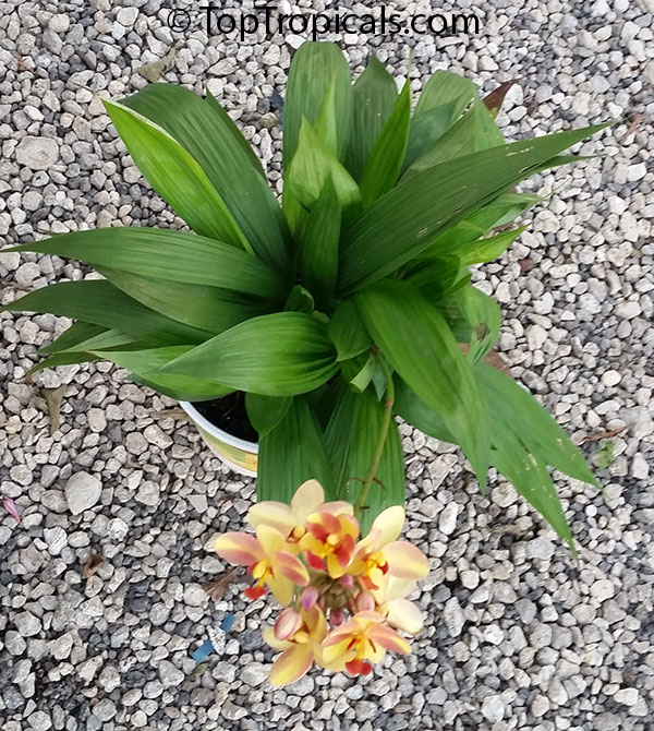 Spathoglottis kimballiana , Ground Orchid, Garden Orchid. Spathoglottis kimballiana x plicata