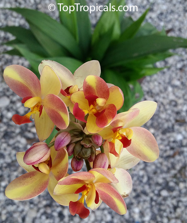Spathoglottis kimballiana , Ground Orchid, Garden Orchid