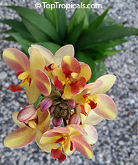 Spathoglottis kimballiana , Ground Orchid, Garden Orchid

Click to see full-size image