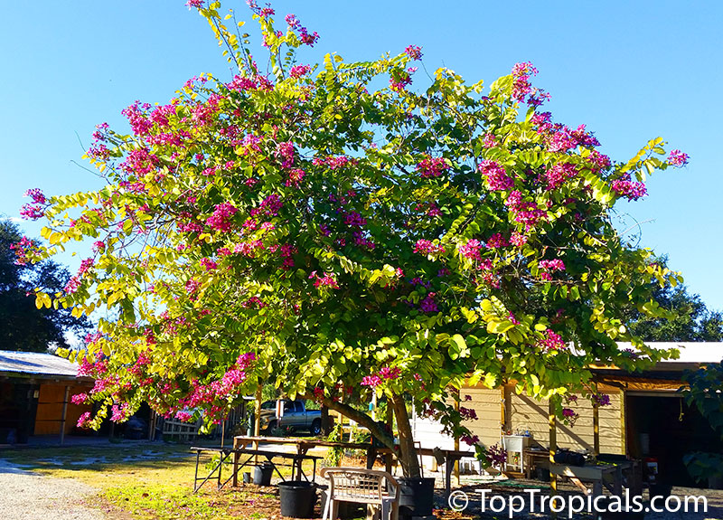 Bauhinia blakeana - Hong Kong Orchid Tree