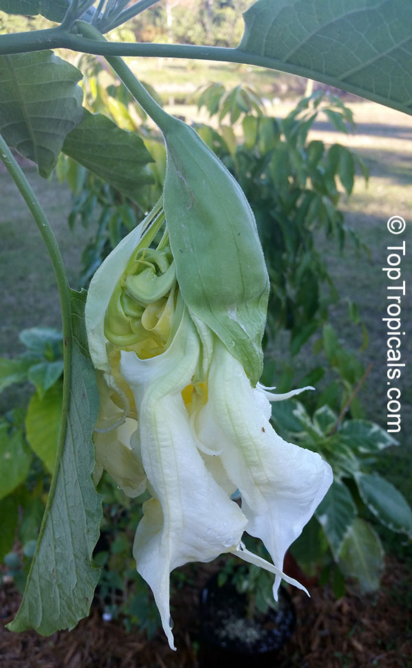Brugmansia hybrid White, Angels Trumpet