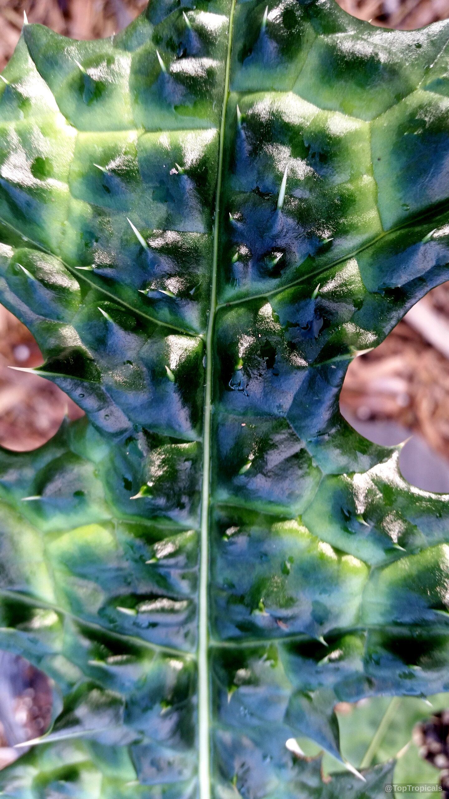 Acanthus sp. (Acanthus) leaves show jagged edges and distinct white spines upon a glossy surface. Acanthus sp. (Acanthus) deep green leaves with sharp white spines in a close up view.
