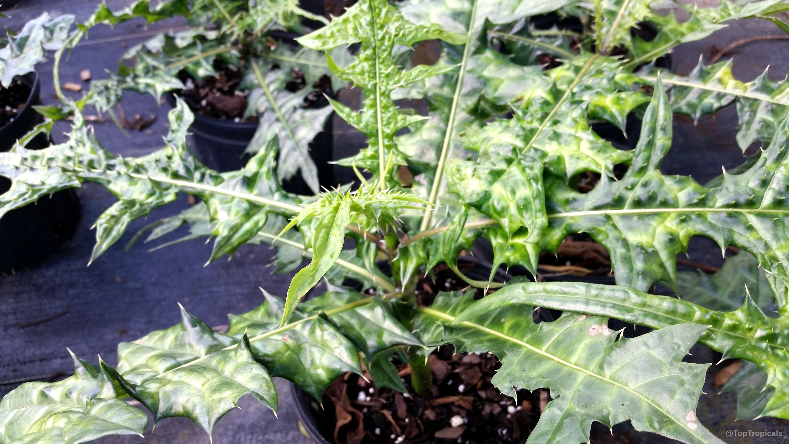 Acanthus sp. (Acanthus) plant with textured jagged green foliage growing inside a round plastic pot. Acanthus sp. (Acanthus) green plant with sharp serrated leaves in a small black nursery container.