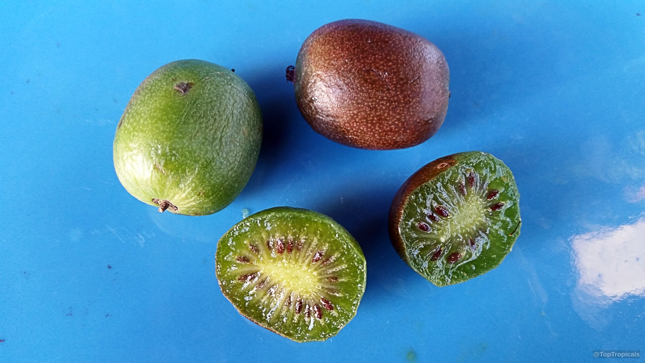 Actinidia arguta (Hardy Kiwifruit) lying on a plate with whole and sliced pieces visible Actinidia arguta (Hardy Kiwifruit) green and brown fruit close up on a plate