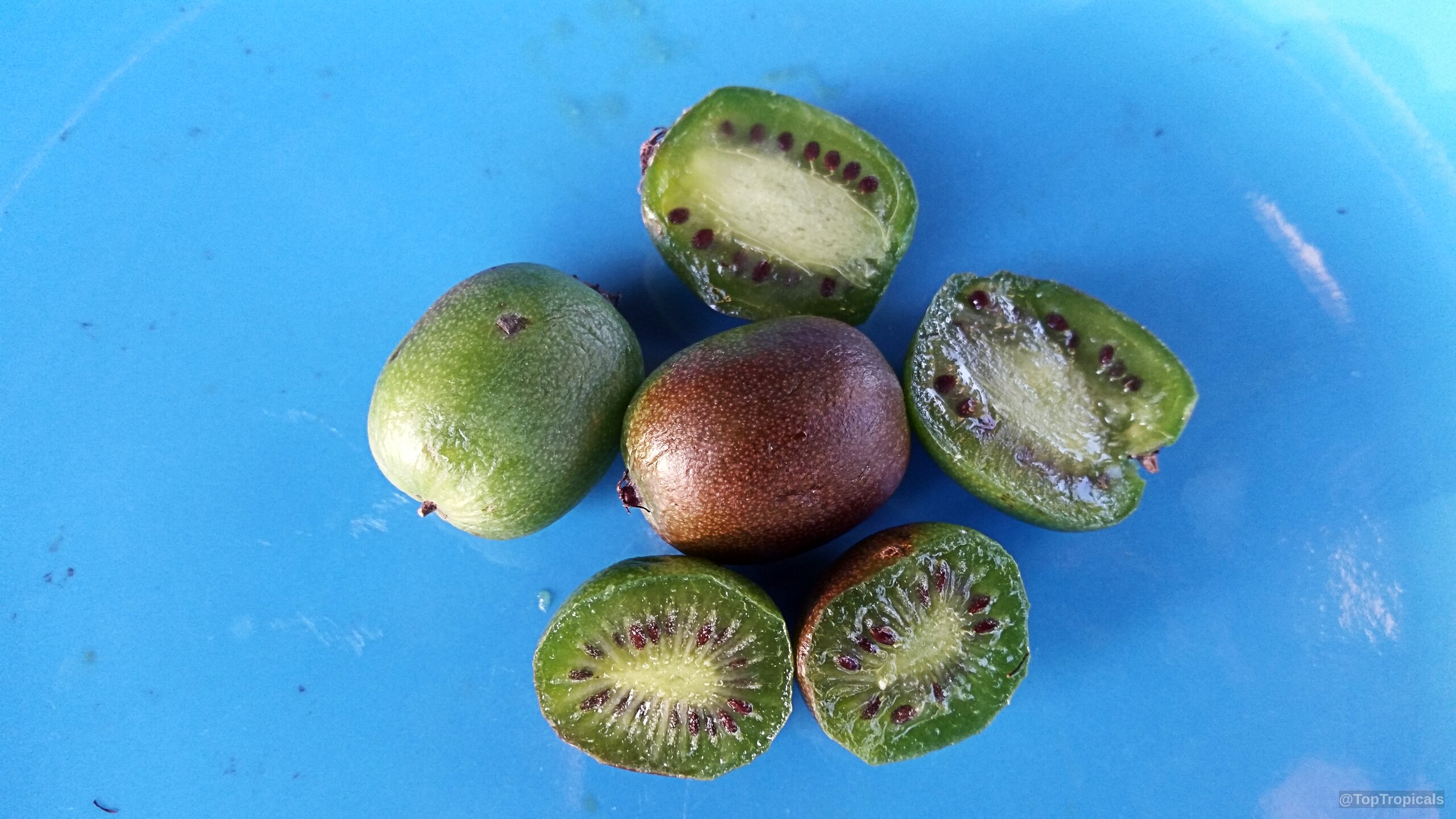 Actinidia arguta (Hardy Kiwifruit) sliced to reveal emerald pulp and tiny dark seeds. Actinidia arguta (Hardy Kiwifruit) green fruit, close up on a blue surface.