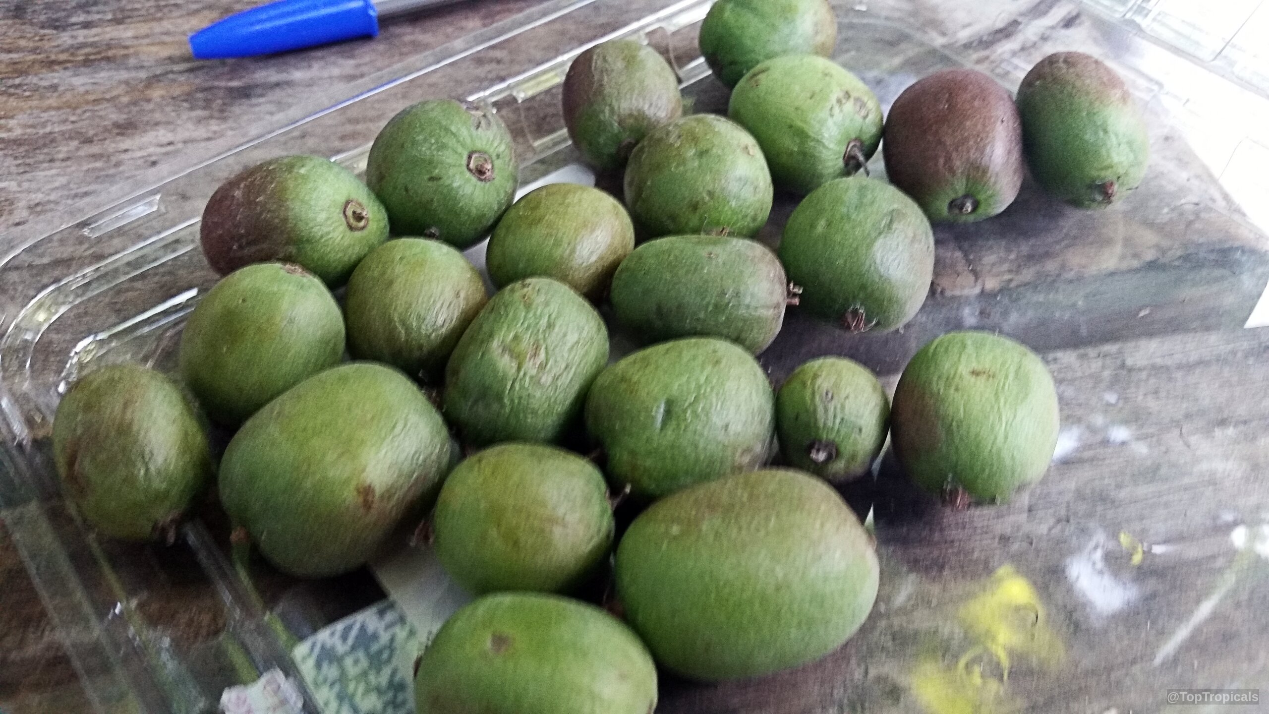 Actinidia arguta (Hardy Kiwifruit) are round green fruit gathered together on a plate. Actinidia arguta (Hardy Kiwifruit) green fruit on a plate in close up view