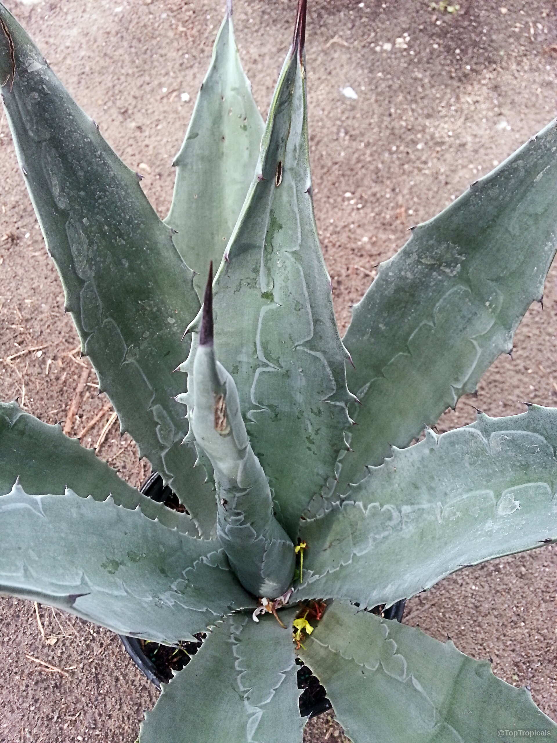 Agave tequilana (Tequila Agave) showing long blue green leaves with sharp pointed tips and edges. Agave tequilana (Tequila Agave) blue green plant with sharp pointed leaves in top view