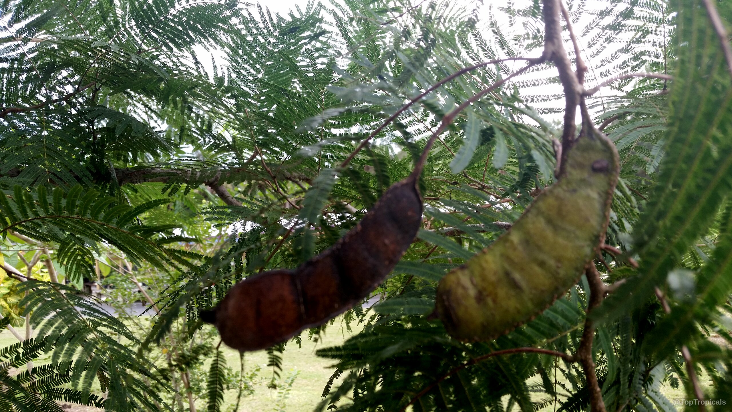 Anadenanthera colubrina (Vilca) hanging brown and green seed pods suspended from delicate thin leafy branches Anadenanthera colubrina (Vilca) brown green fruit hanging on tree branches with delicate compound leaves