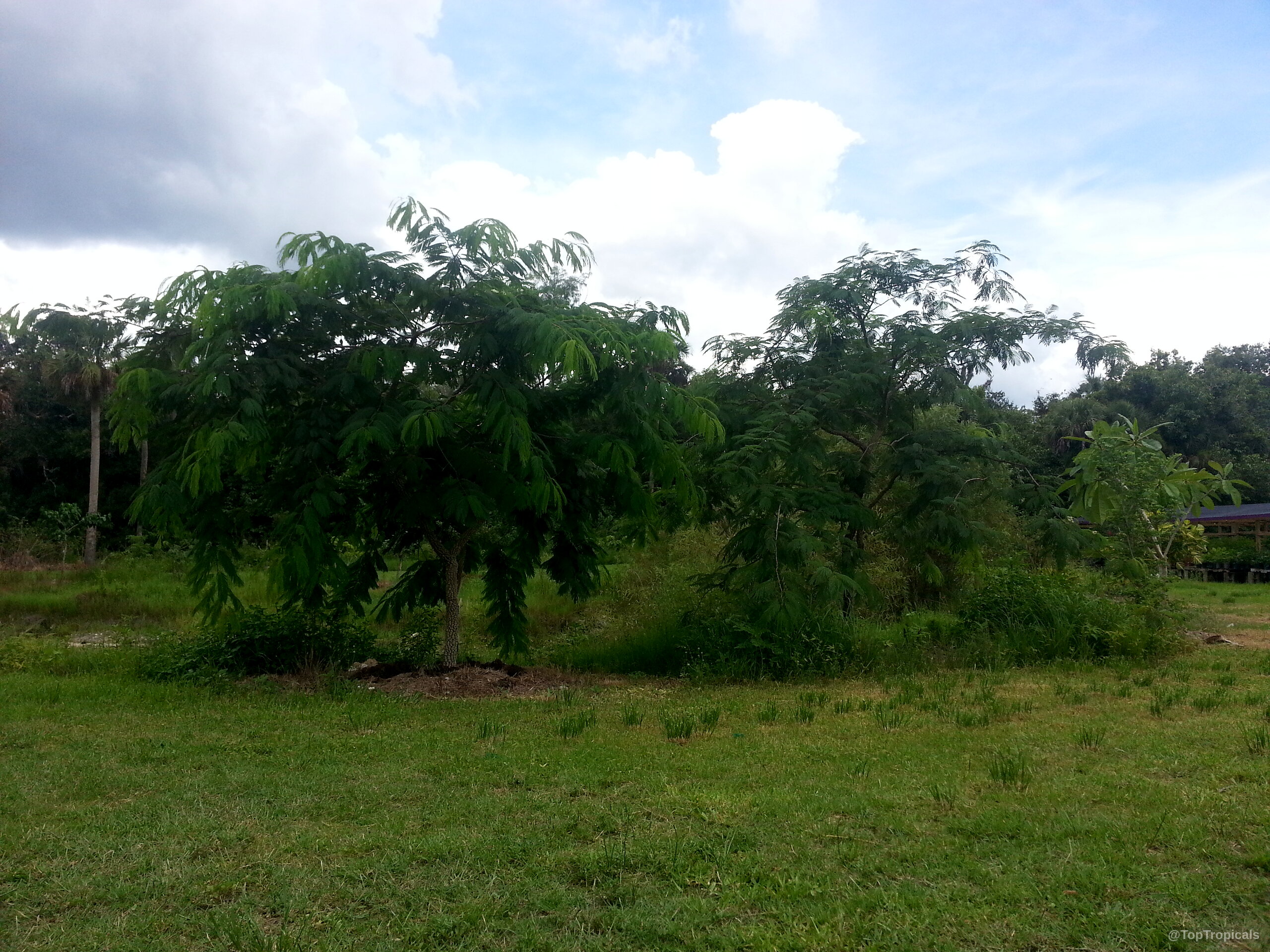 Anadenanthera colubrina (Vilca) grows with fine foliage and an open structure in open terrain. Anadenanthera colubrina (Vilca) tree with green leaves forming rounded canopy in landscape setting.