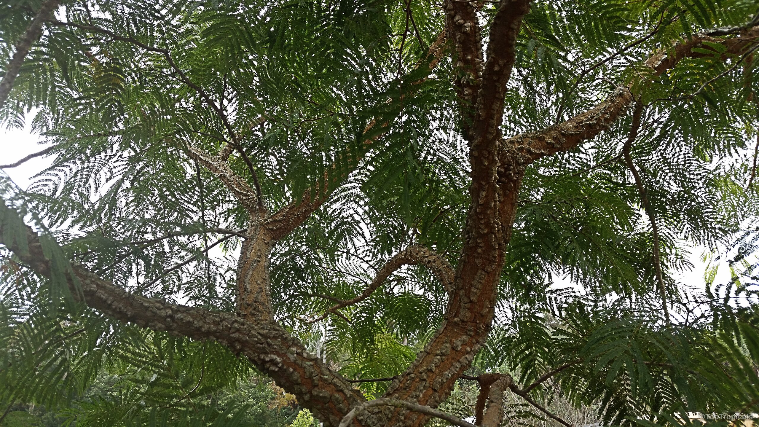 Anadenanthera colubrina (Vilca) tree showing textured brown branches and dense layers of delicate green foliage. Anadenanthera colubrina (Vilca) tree with rough brown bark and delicate green fern-like leaves above.
