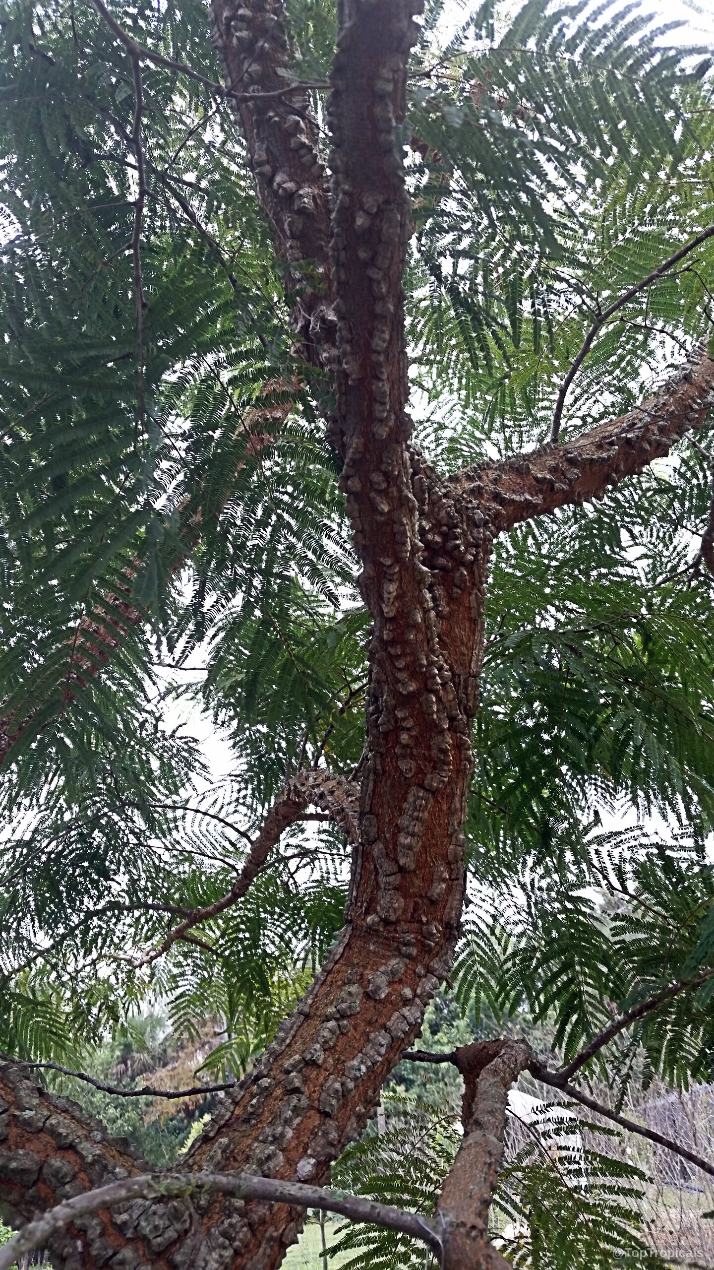 Anadenanthera colubrina (Vilca) showing the thick brown bark texture and soft green feathery foliage above. Anadenanthera colubrina (Vilca) tree with a textured brown trunk and lush green fern-like leaves.