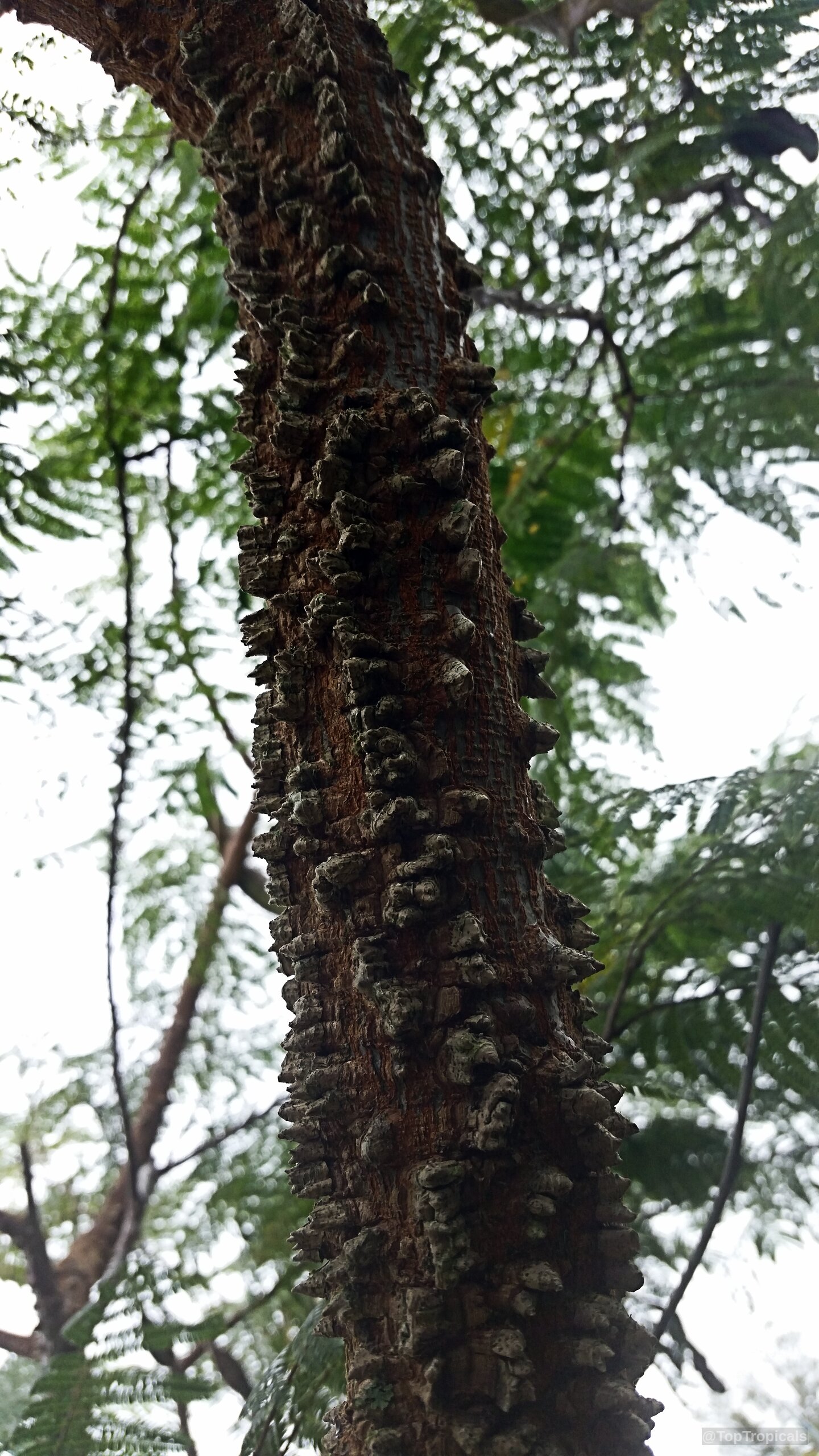 Anadenanthera peregrina (Yopo) trunk texture covered in rough brown thorns with green foliage above. Anadenanthera peregrina (Yopo) brown thorny trunk texture close up on the tree bark plant.