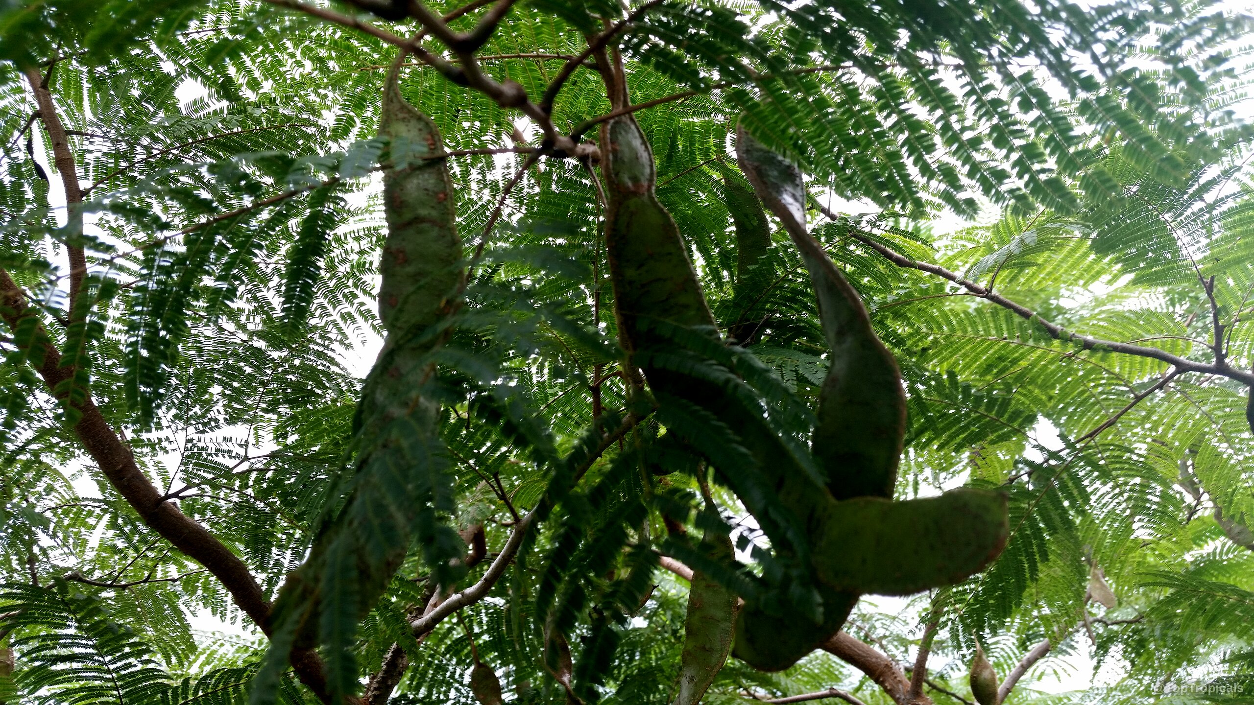 Anadenanthera peregrina (Yopo) green fruit hanging from branches on a tree close up view