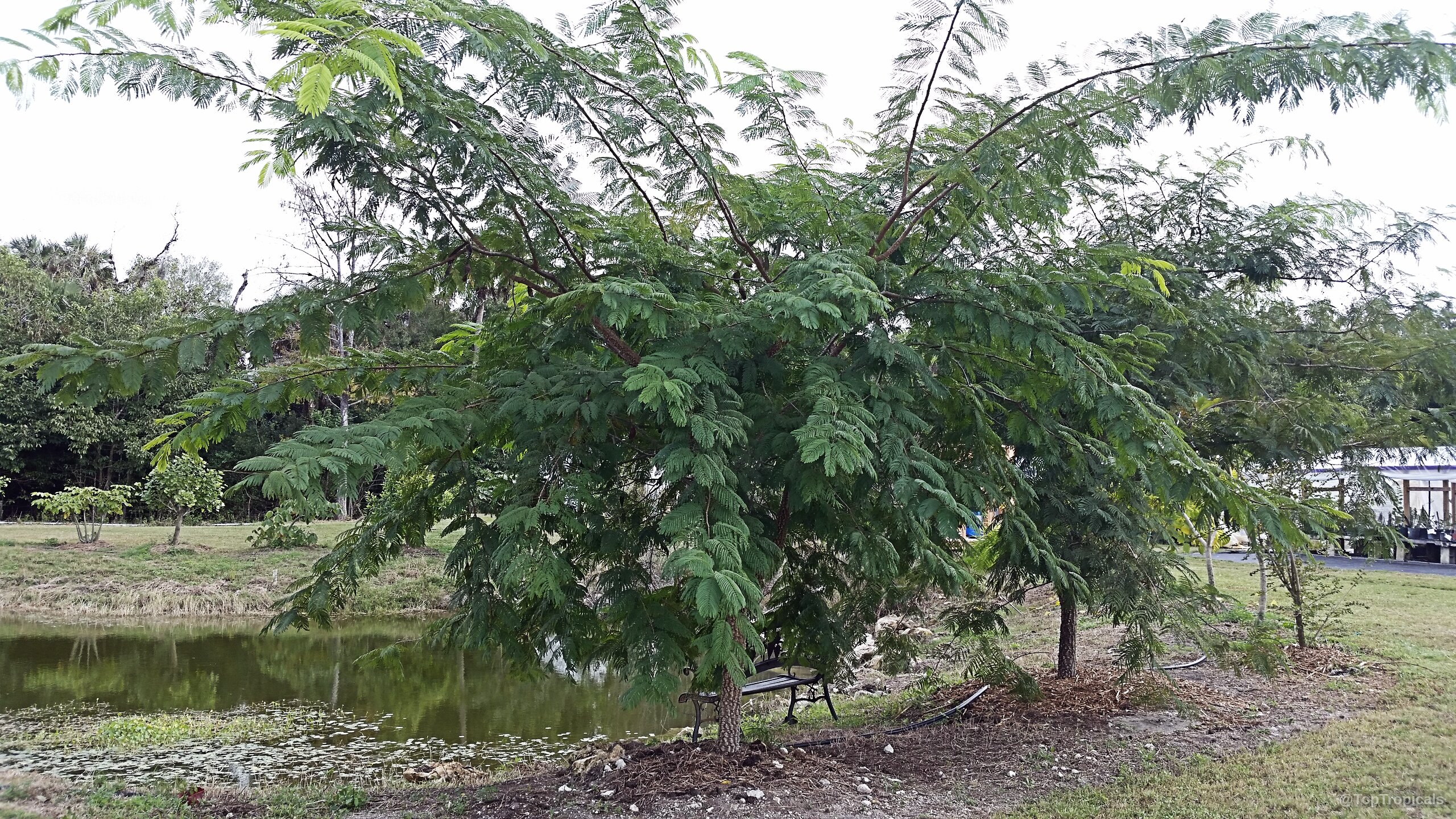 Anadenanthera peregrina (Yopo) tree with fine green leaves extending from a textured trunk near water. Anadenanthera peregrina (Yopo) green tree with delicate fern-like foliage and slender spreading brown branches.