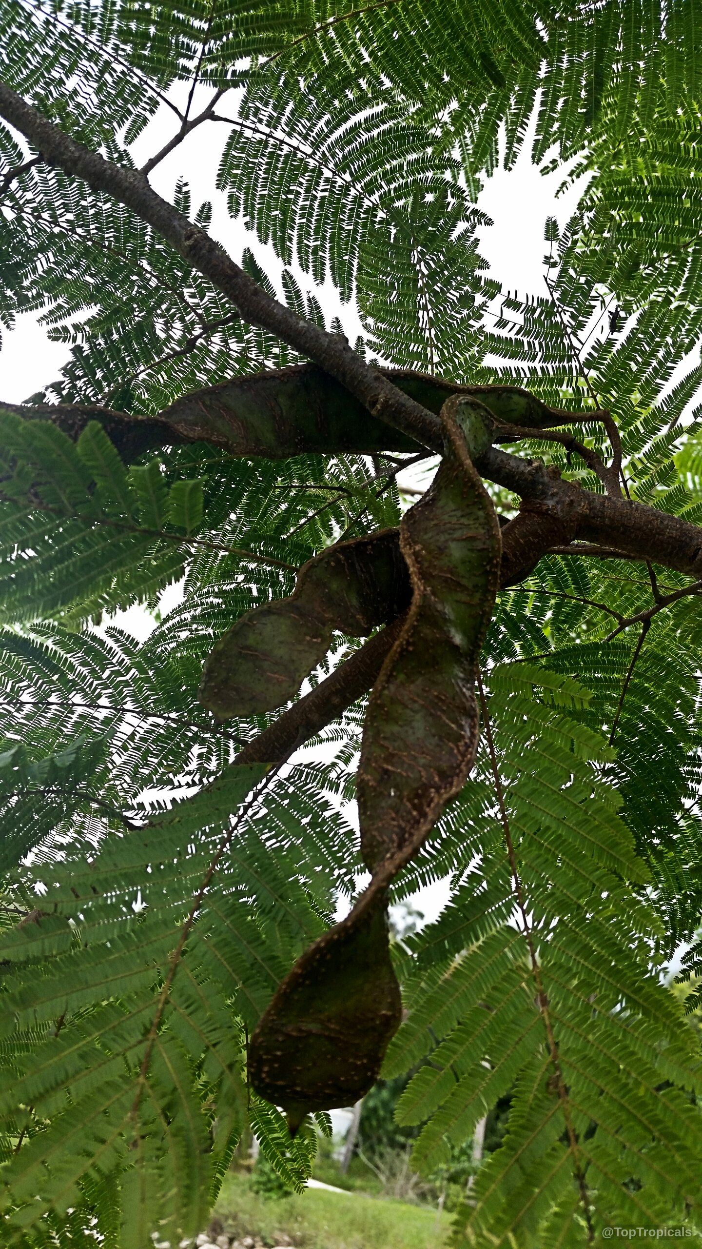 Anadenanthera peregrina (Yopo) hanging fruit pods attached to small feathery green leaves on wooden branches Anadenanthera peregrina (Yopo) plant with green leaves and long brown fruit pods on branches