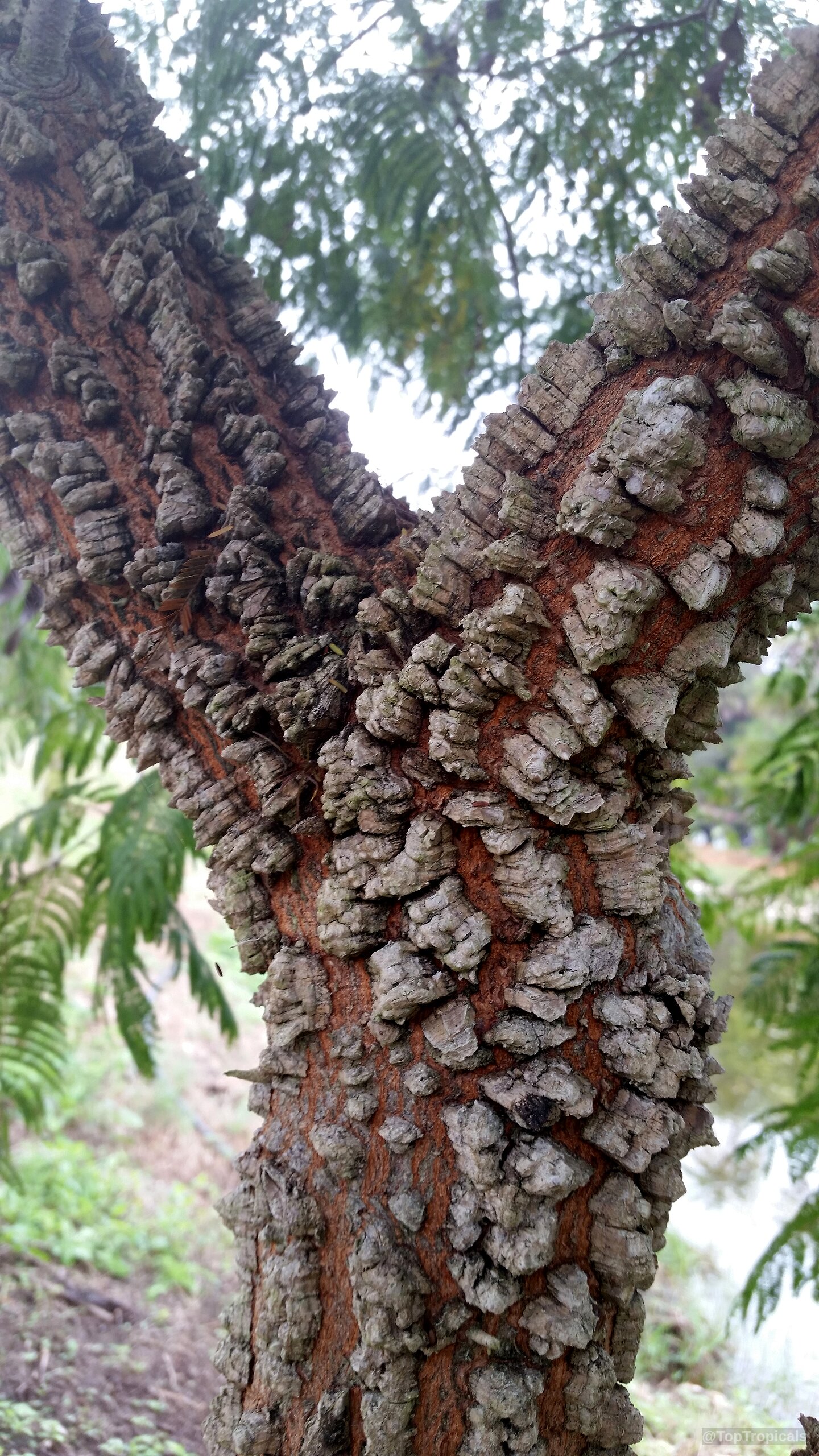 Anadenanthera peregrina (Yopo) trunk reveals thick gray textured bark covering a rusty orange inner layer. Anadenanthera peregrina (Yopo) tree with rough gray bark and orange underlayers on the trunk