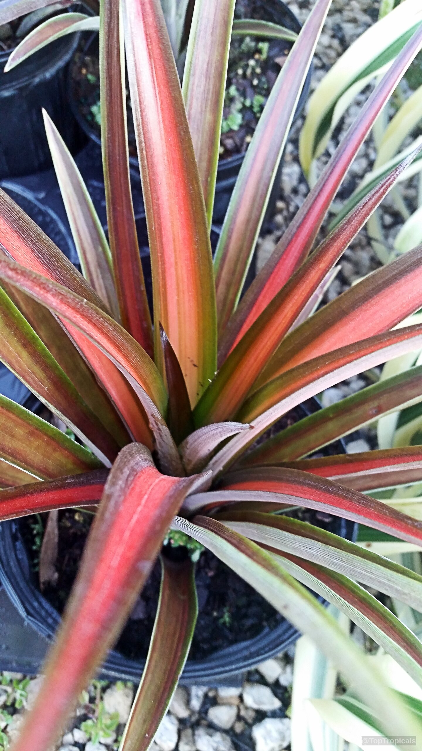 Ananas sp. ('Lava Burst' Pineapple) 'Lava Burst' with long, narrow, red and orange striped leaves. Ananas sp. ('Lava Burst' Pineapple) 'Lava Burst' red and orange striped plant leaves close up.
