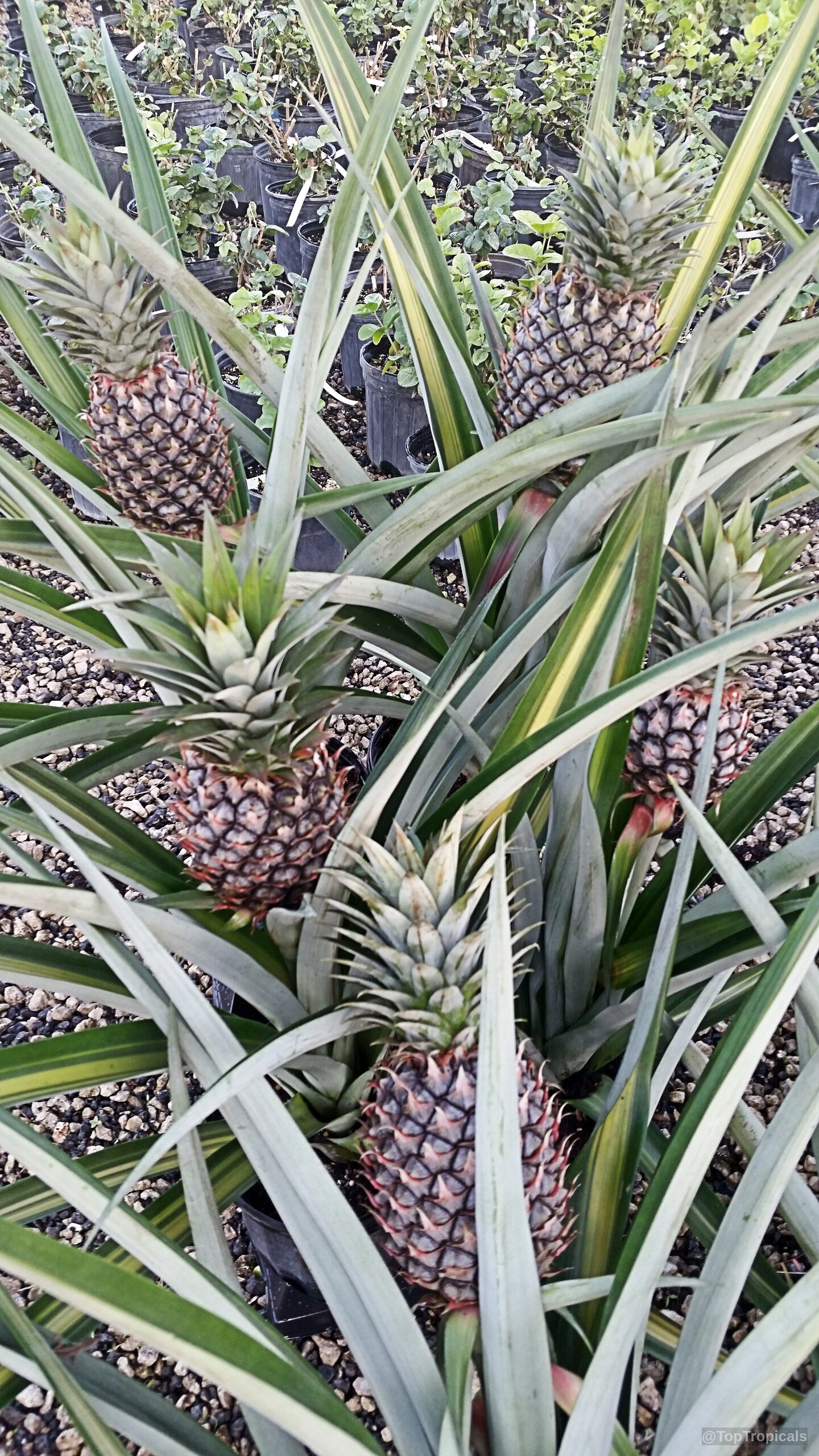 Ananas sp. 'Royal Hawaiian' (Pineapple) grows multiple purple fruits among striped yellow green leaves Ananas sp. 'Royal Hawaiian' (Pineapple) with yellow green striped leaves and purple fruit plant