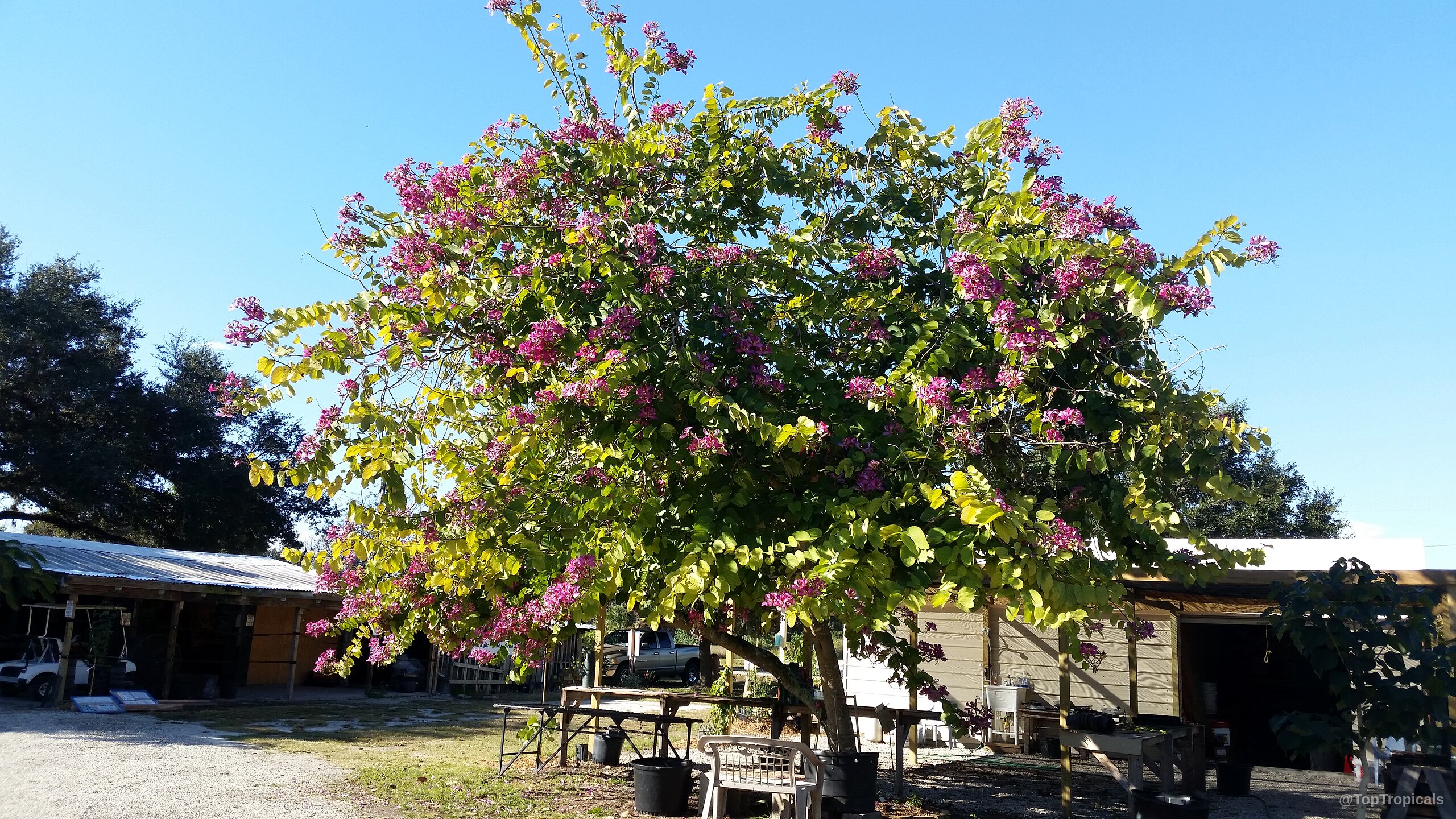 Bauhinia blakeana (Hong Kong Orchid Tree) purple flower tree with green rounded foliage.