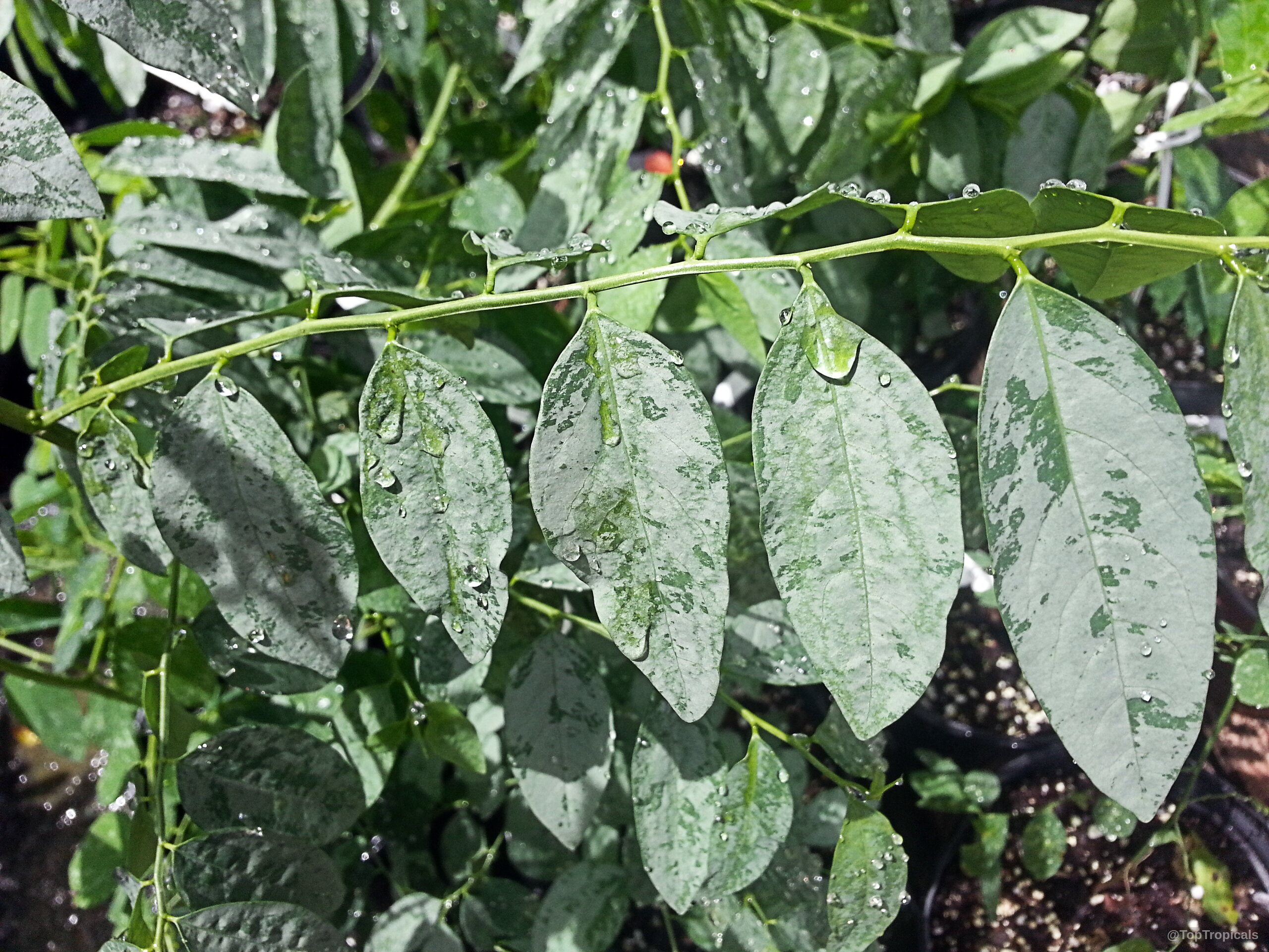 Breynia androgyna (Katuk) stems covered in variegated oval leaves with clear water droplets attached Breynia androgyna (Katuk) plant with green and white variegated leaves in a close up