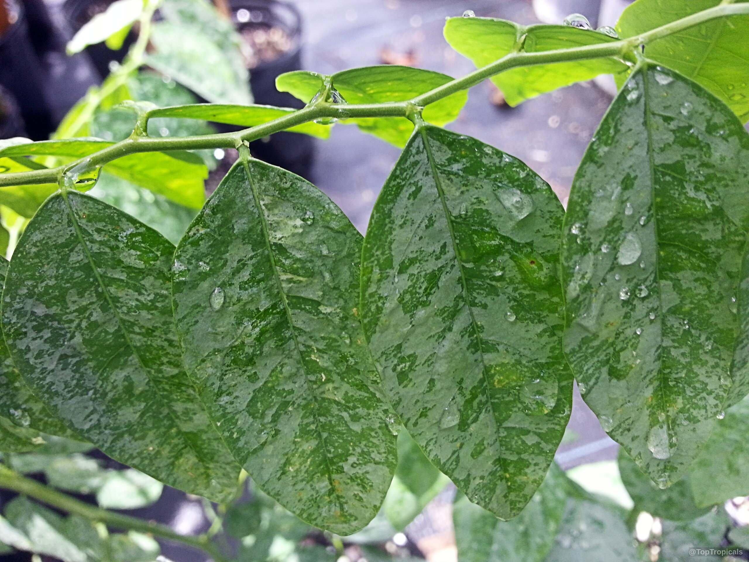 Breynia androgyna (Katuk) leaves with water droplets resting on the surface of the green foliage. Breynia androgyna (Katuk) plant with variegated green and light speckles on oval leaves close up.