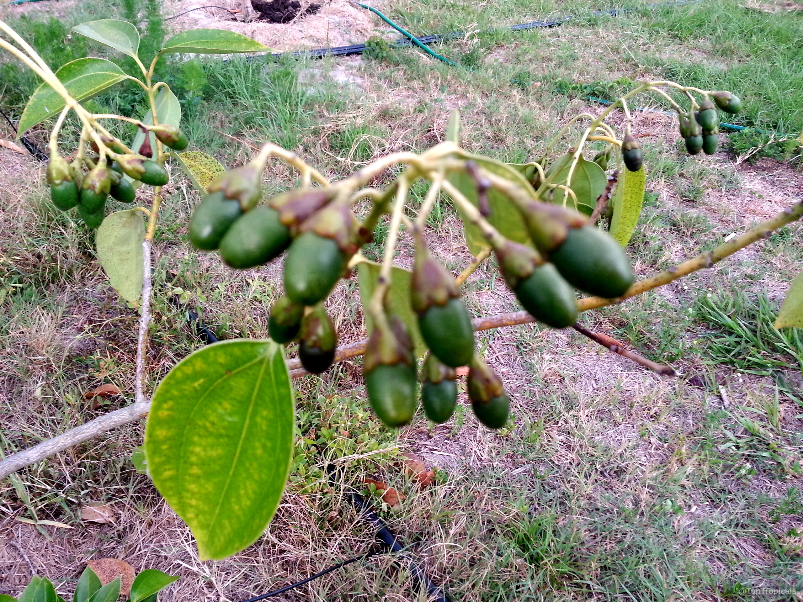 Cinnamomum kotoense (Canela) green fruit clusters hang from thin woody branches above the sparse ground Cinnamomum kotoense (Canela) green fruit on branches, close up of maturing tree spice crop