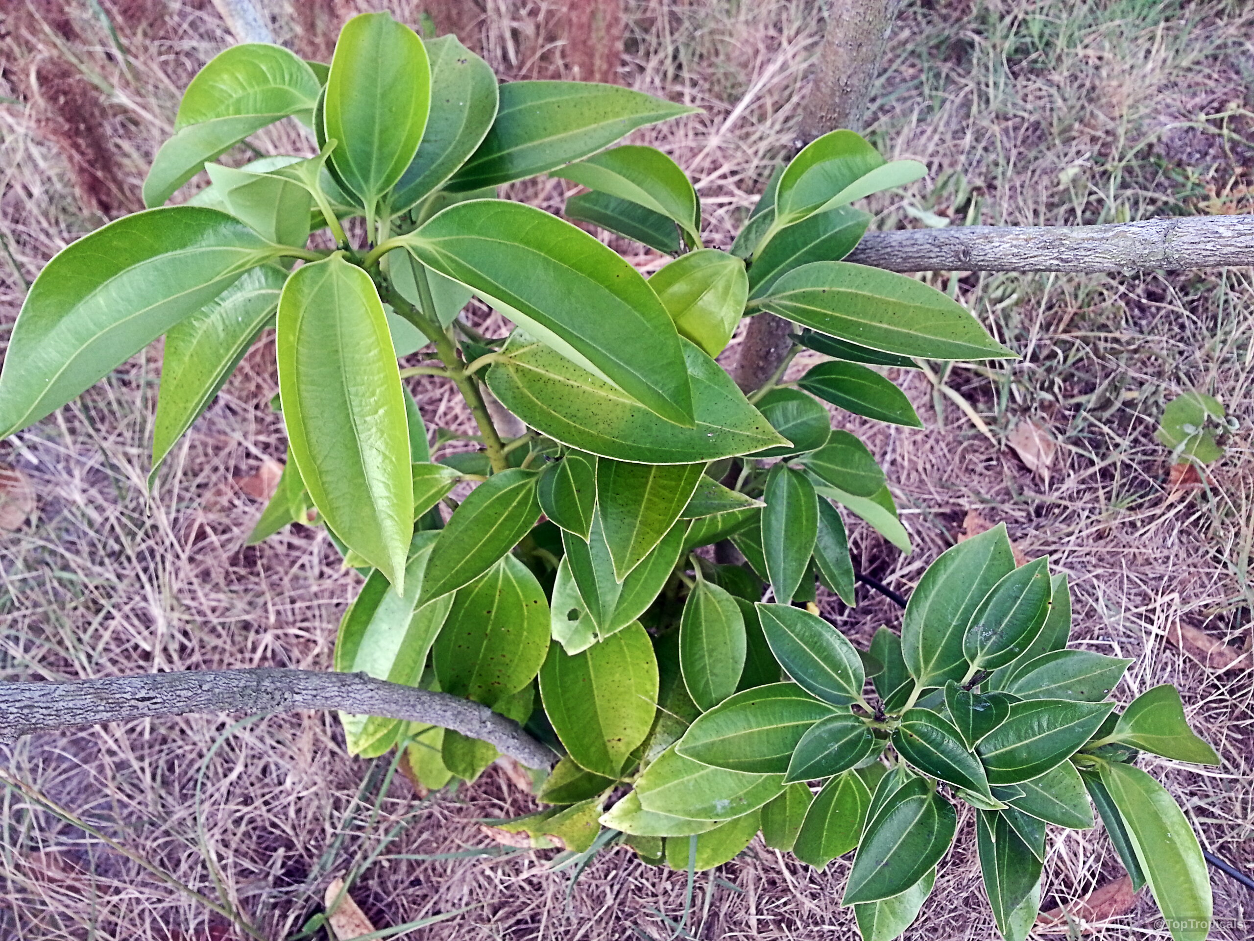 Cinnamomum kotoense (Canela) branches with waxy green leaves radiating from woody stems in dry soil Cinnamomum kotoense (Canela) green leaves on branch, close up of healthy plant foliage growth