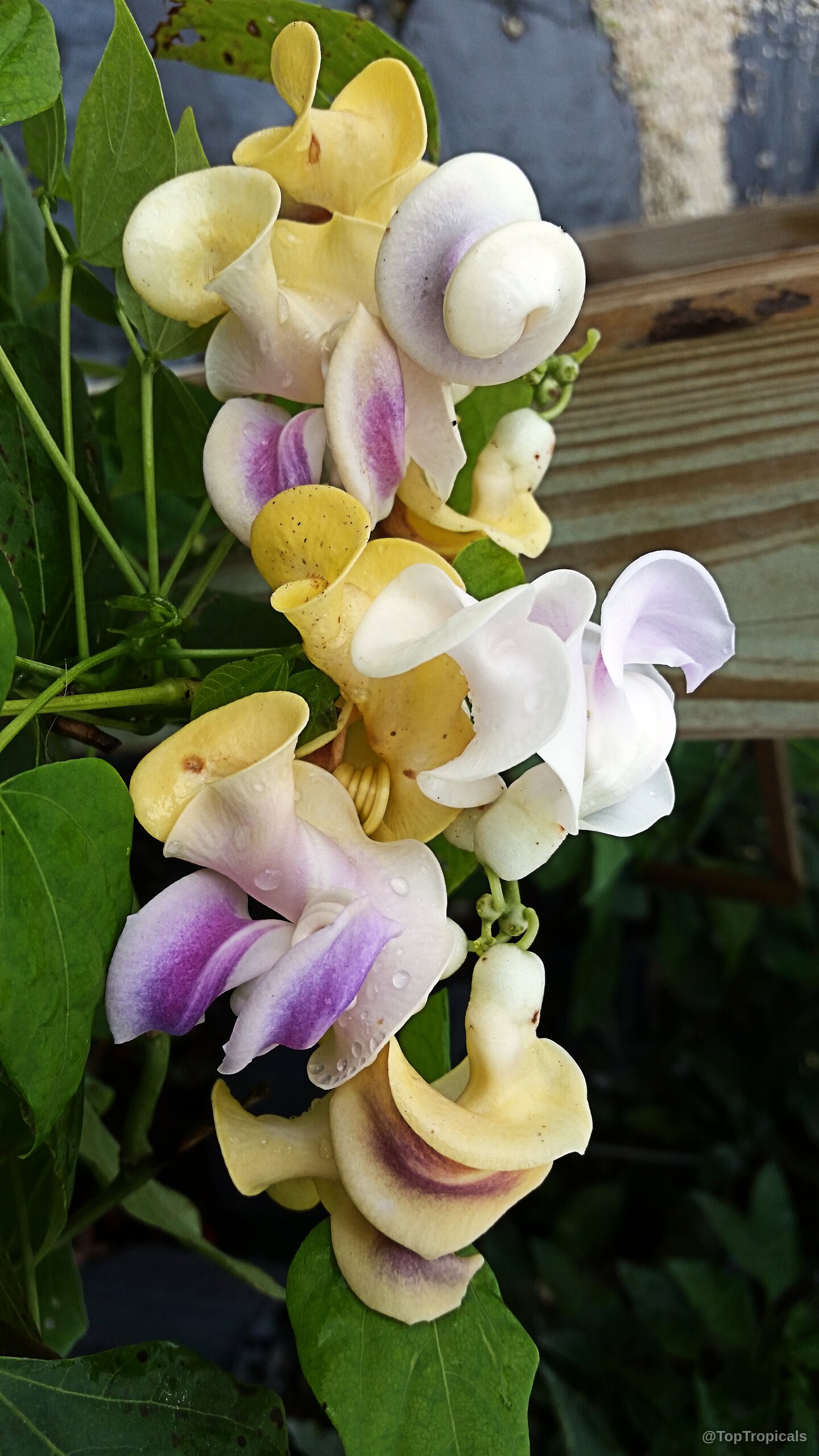 Cochliasanthus caracalla (Corkscrew flower) spirals in soft yellow and purple tones on a green vine. Cochliasanthus caracalla (Corkscrew flower) yellow and purple coiled flower close up