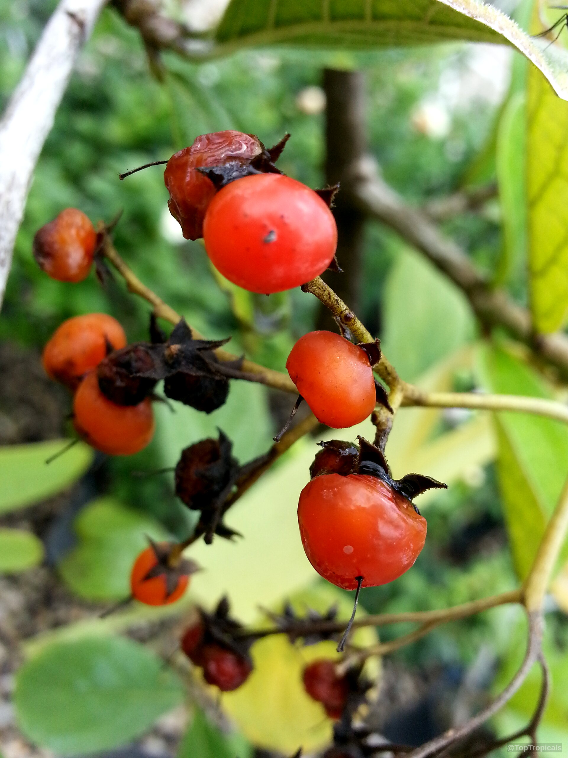 Cordia rupicola (Puerto Rico Manjack) orange fruit hang in a cluster on a small branch. Cordia rupicola (Puerto Rico Manjack) orange fruit in close up on a tree branch.