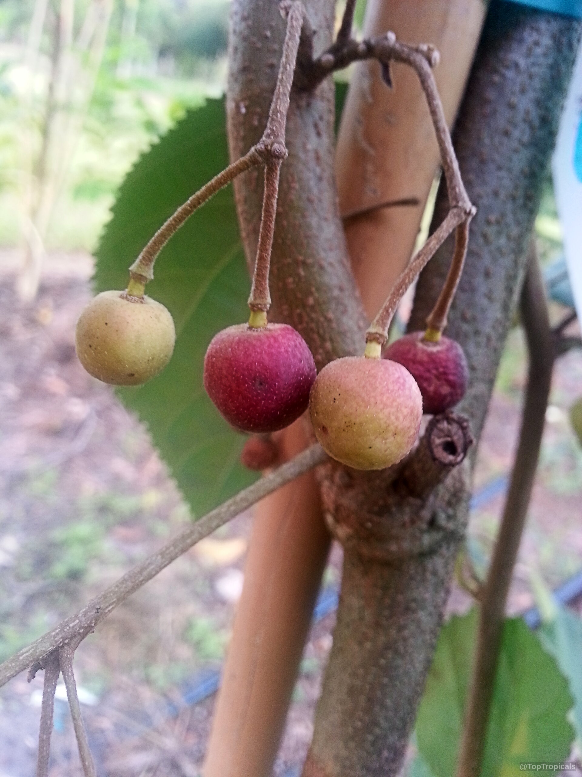 Grewia asiatica (Phalsa) fruit transitioning from light green to deep purple on thin woody stems. Grewia asiatica (Phalsa) purple and green round fruit hanging on a woody plant branch.